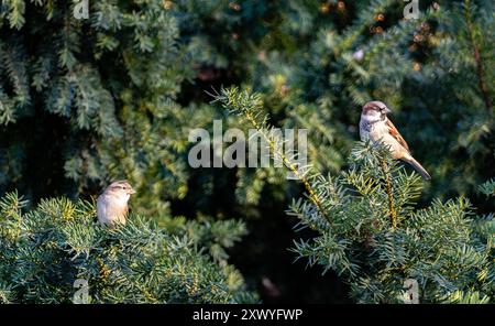 Weibliche und männliche amerikanische Hausspatzen im Central Park Stockfoto