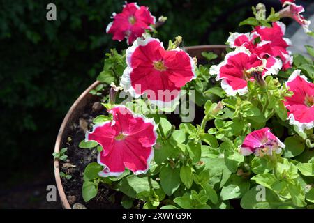 Schöne und helle Natur, Blumen, Pflanzen. Rote, karmesinrote, weiß blühende Blumen, Petunien, die in einem Tontopf wachsen und von Sonnenlicht beleuchtet werden. Stockfoto