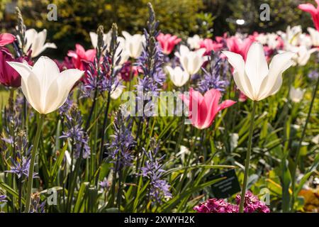 Tulpen im Park von Visby, Gotland, Schweden Stockfoto