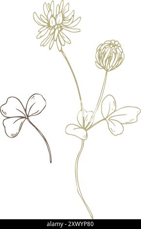 Kleeblume, Knospen und Blätter wild, Wiesenkräuter, getrocknete Blumen. Strichgrafik ist eine einfache handgezeichnete Illustration in beige, ockerfarbene und braune Tinte. Isoliert Stock Vektor