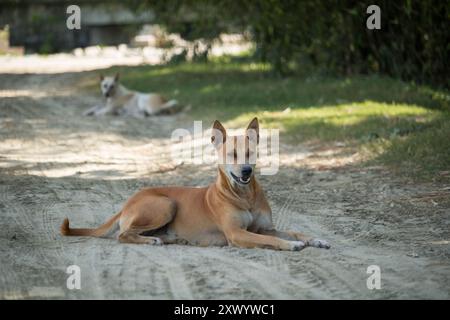 Strey Two Dog ​​without Besitzer Regenzeit, Hund auf der Straße streunend in Bangladesch. Stockfoto