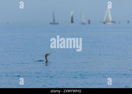 Ein doppelwandiger Kormoran fischt in der Raritan Bay, während Segelboote in der Ferne fahren Stockfoto