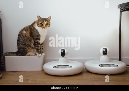 Cat-Fütterungsgerät. Smart-Home-Roboter für Futtermittelzuführung. Stockfoto