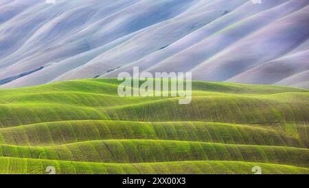 Sanfte Hügel in zwei Farben. Crete Senesi abstrakte Landschaft. Provinz Siena, Toskana, Italien Stockfoto