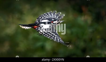 Toller Spotspecht im Flug Stockfoto