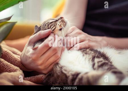 Lächelnde Hauskatze kuschelt sich an den Menschen auf einem gemütlichen Sofa. Warme Wohnzimmerausstattung. Grüne Pflanzen. Stockfoto