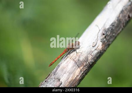 Gemeiner Darter (Sympetrum striolatum), erwachsener Mann, der sich auf einem toten Ast sonnt Stockfoto