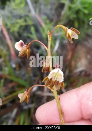 Umgedrehte Sandy Cinderella Orchid (Eulophia bolusii) Plantae Stockfoto