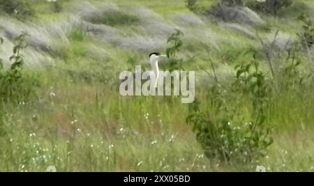 Great Indian Trastard (Ardeotis nigriceps) Aves Stockfoto