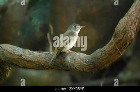 Brauner Fliegenfänger (Muscicapa muttui) Aves Stockfoto