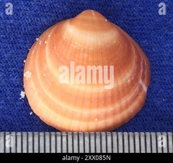 Spektrale Bittersüße Clam (Glycymeris spectralis) Mollusca Stockfoto