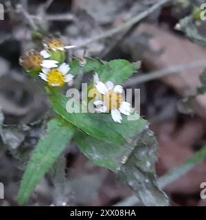 shaggy Soldat (Galinsoga quadriradiata) Plantae Stockfoto