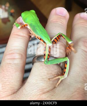 Nördlicher Orangenblattfrosch (Pithecopus hypochondrialis) Amphibia Stockfoto