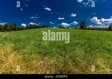 Gemähtes Gras auf einer Wiese in den schlesischen Beskiden, Bergpanorama-Landschaft Stockfoto