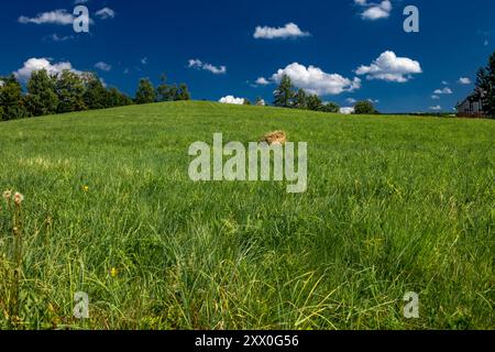 Gemähtes Gras auf einer Wiese in den schlesischen Beskiden, Bergpanorama-Landschaft Stockfoto