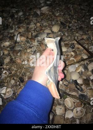 Knobbed Whelk (Busycon carica) Mollusca Stockfoto