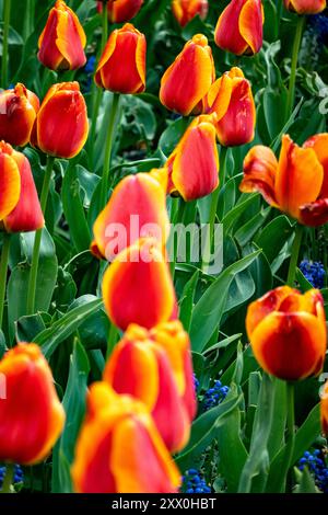Bunte rote und gelbe Tulpen, New York City, NY, USA Stockfoto