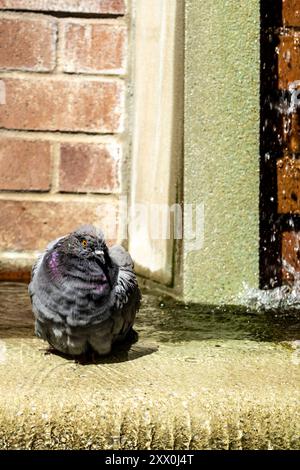 Wet Domestic Pigeon, Columba Livia domestica, ein Bad in einem Brunnen in Greenwich Village, New York City, NY, USA Stockfoto