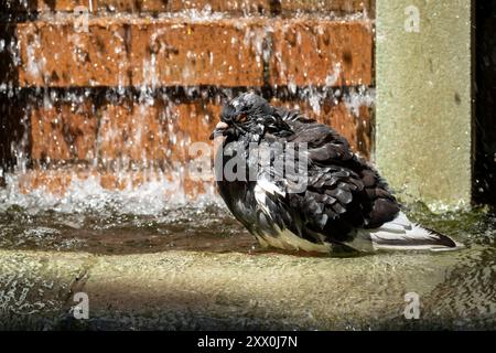 Wet Domestic Pigeon, Columba Livia domestica, ein Bad in einem Brunnen in Greenwich Village, New York City, NY, USA Stockfoto