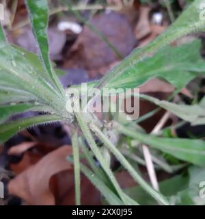 Tropischer Pferdegras (Erigeron sumatrensis) Plantae Stockfoto