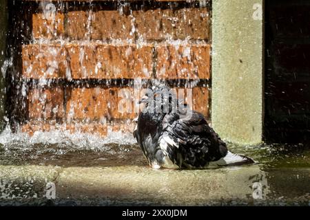 Wet Domestic Pigeon, Columba Livia domestica, ein Bad in einem Brunnen in Greenwich Village, New York City, NY, USA Stockfoto