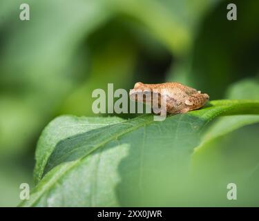 Eine Nahansicht des Frühlingsfrosches im Garten. Stockfoto