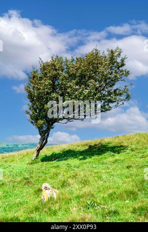 Windgepeitschte Bäume auf Hampsfell, grange-over-Sands, Cumbria. Stockfoto