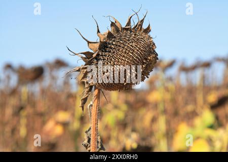 Einzelner Sonnenblumenkopf mit Samen auf dem Herbstfeld. Reife und trockene Sonnenblume. Technische, landwirtschaftliche, Ölsaaten. Ernte und Futter Stockfoto