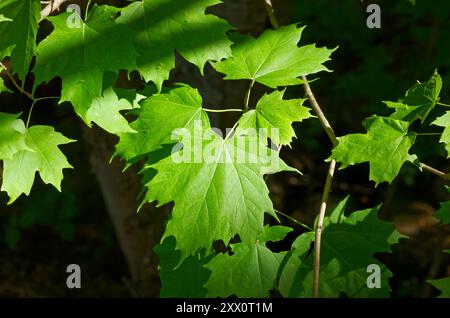 Ahornblätter auf einem Baumzweig. Quebec, Kanada Stockfoto