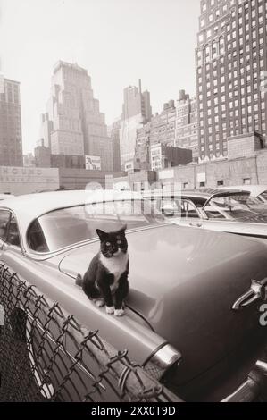 Vintage-Foto einer Katze, die auf dem Auto sitzt, mit Wolkenkratzern im Hintergrund. New York, Oktober 1958 Stockfoto