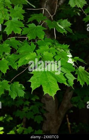 Ahornblätter auf einem Baumzweig. Quebec, Kanada Stockfoto