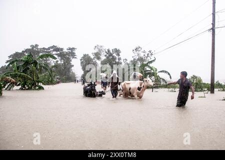 Feni, Chittagong, Bangladesch. August 2024. 21. August 2024, Feni, Bangladesch: Fußgänger gehen durch überflutete Straßen im Munsirhat-Gebiet des Bezirks Ã¢â‚¬''¹Feni''¹Ã¢â‚¬ der Division Chittagong, Bangladesch, und waten durch Wasser bis zu ihren Taille und Knien, um ihr Vieh in Sicherheit zu bringen. Am Mittwoch (21. August) wurden die Gewässer der Flüsse Muhuri, Kahua und Ceylon um 86 cm über dem Gefahrenniveau fließend gesehen, Straßen und Häuser wurden durch das Wasser im Wald nicht verschont. Mehr als 200.000 Menschen von drei upazilas sind in der schrecklichen humanitären Katastrophe desorientiert. In dieser Situation Stockfoto