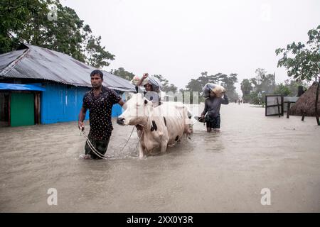 Feni, Chittagong, Bangladesch. August 2024. 21. August 2024, Feni, Bangladesch: Fußgänger gehen durch überflutete Straßen im Munsirhat-Gebiet des Bezirks Feni der Division Chittagong, Bangladesch, und waten durch Wasser bis zu ihren Taille und Knien, um ihr Vieh in Sicherheit zu bringen. Am Mittwoch (21. August) wurden die Gewässer der Flüsse Muhuri, Kahua und Ceylon um 86 cm über dem Gefahrenniveau fließend gesehen, Straßen und Häuser wurden durch das Wasser im Wald nicht verschont. Mehr als 200.000 Menschen von drei upazilas sind in der schrecklichen humanitären Katastrophe desorientiert. In dieser Situation sind dies die Stockfoto