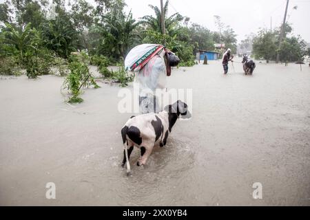 Feni, Chittagong, Bangladesch. August 2024. 21. August 2024, Feni, Bangladesch: Fußgänger gehen durch überflutete Straßen im Munsirhat-Gebiet des Bezirks Feni der Division Chittagong, Bangladesch, und waten durch Wasser bis zu ihren Taille und Knien, um ihr Vieh in Sicherheit zu bringen. Am Mittwoch (21. August) wurden die Gewässer der Flüsse Muhuri, Kahua und Ceylon um 86 cm über dem Gefahrenniveau fließend gesehen, Straßen und Häuser wurden durch das Wasser im Wald nicht verschont. Mehr als 200.000 Menschen von drei upazilas sind in der schrecklichen humanitären Katastrophe desorientiert. In dieser Situation sind dies die Stockfoto