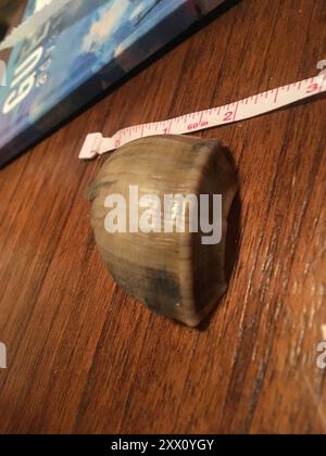 Channeled Whelk (Busycotypus canaliculatus) Mollusca Stockfoto