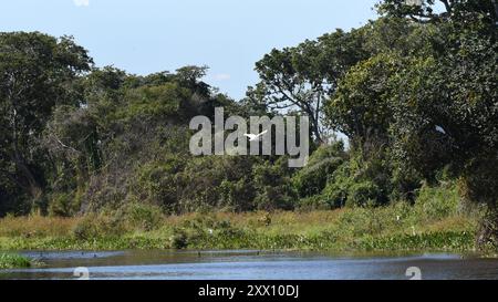 Der Pantanal in Brasilien ist das größte tropische Feuchtgebiet der Welt Stockfoto