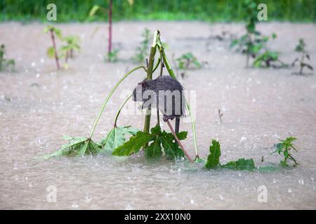 Feni, Chittagong, Bangladesch. August 2024. 21. August 2024, Feni, Bangladesch: Eine Ratte hat bei starkem Regen in Munsirhat im Stadtteil Feni der Division Chittagong von Bangladesch Zuflucht auf einem kleinen Baum über dem Hochwasser gefunden. Am Mittwoch (21. August) wurden die Gewässer der Flüsse Muhuri, Kahua und Ceylon um 86 cm über dem Gefahrenniveau fließend gesehen, Straßen und Häuser wurden durch das Wasser im Wald nicht verschont. Mehr als 200.000 Menschen von drei upazilas sind in der schrecklichen humanitären Katastrophe desorientiert. In dieser Situation sind diese Gebiete völlig ohne Strom. (Cre Stockfoto