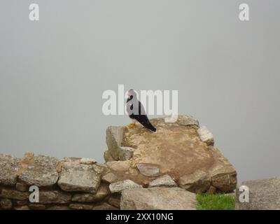 Berg Caracara (Daptrius megalopterus) Aves Stockfoto