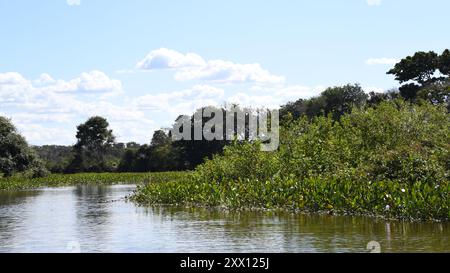 Der Pantanal in Brasilien ist das größte tropische Feuchtgebiet der Welt Stockfoto