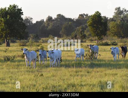 Brahman-Rinder im südlichen Pantanal, Brasilien Stockfoto