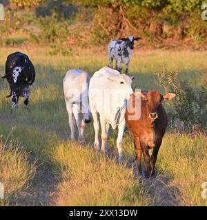 Brahman-Rinder im südlichen Pantanal, Brasilien Stockfoto