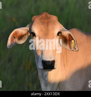 Brahman-Rinder im südlichen Pantanal, Brasilien Stockfoto