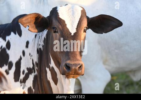 Brahman-Rinder im südlichen Pantanal, Brasilien Stockfoto