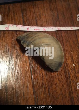 Channeled Whelk (Busycotypus canaliculatus) Mollusca Stockfoto