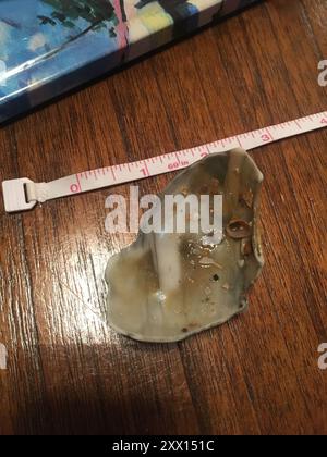 Channeled Whelk (Busycotypus canaliculatus) Mollusca Stockfoto