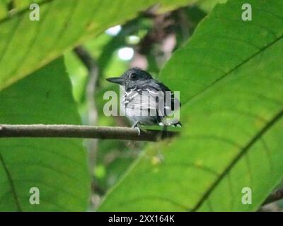 Schwarzgekrönte Antshrike (Thamnophilus atrinucha) Aves Stockfoto