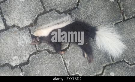 Gestreifte Schweinnasen-Skunk (Conepatus semistriatus) Mammalia Stockfoto