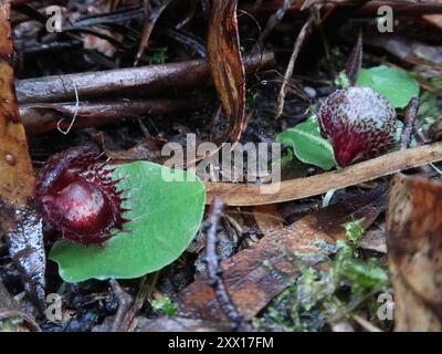 Ausgefranste Helm-Orchidee (Corybas fimbriatus) Plantae Stockfoto