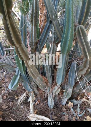 Kugelkakteen, Mondscheinkakteen, Fackelkakteen und Verbündete (Cactoideae) Plantae Stockfoto