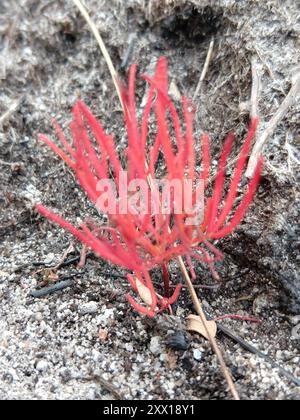 Manyleaf Sorrel (Oxalis polyphylla) Plantae Stockfoto